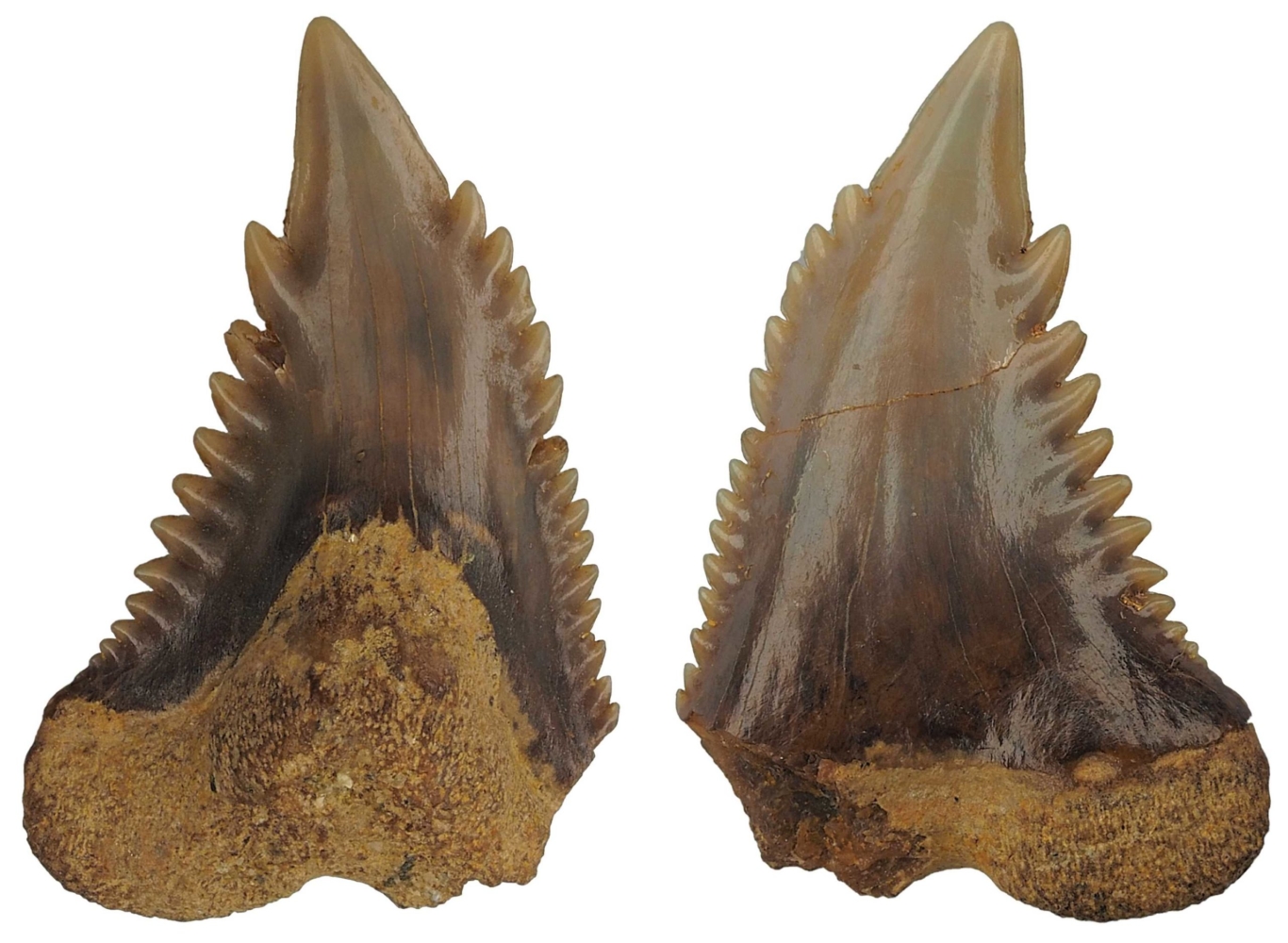 Hemipristis serra