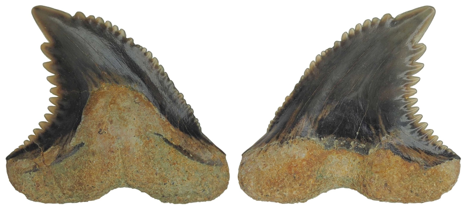 Hemipristis serra