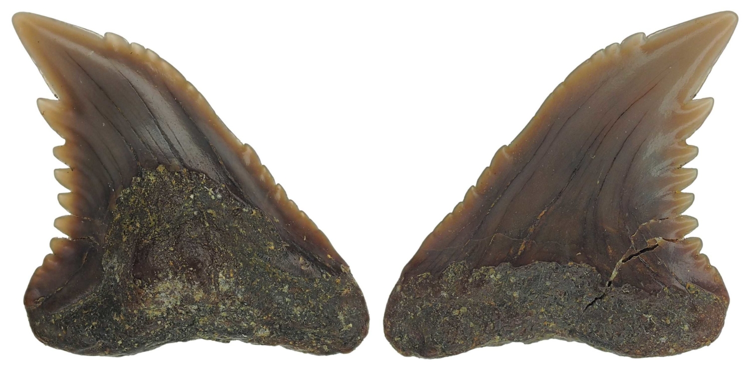 Hemipristis serra