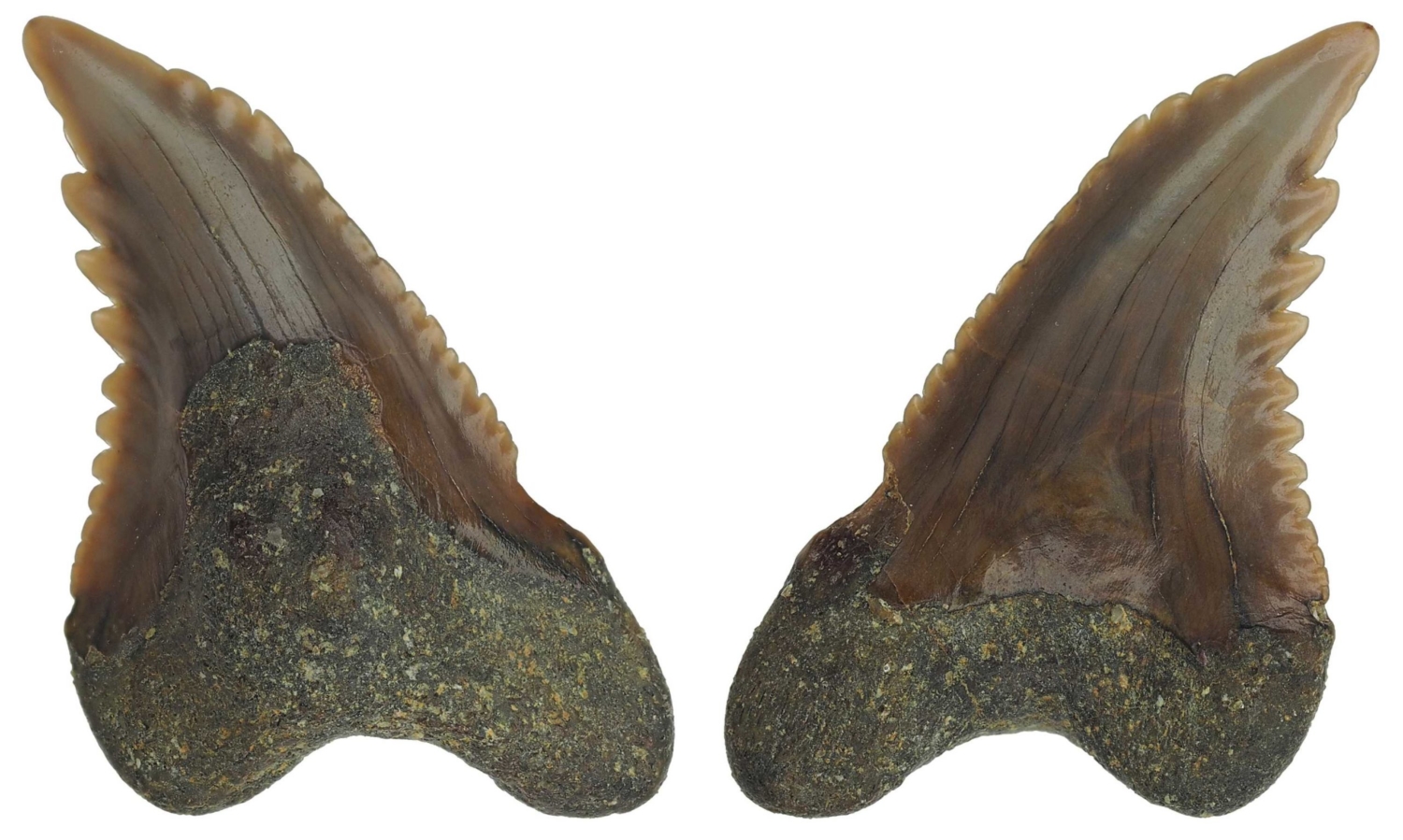 Hemipristis serra