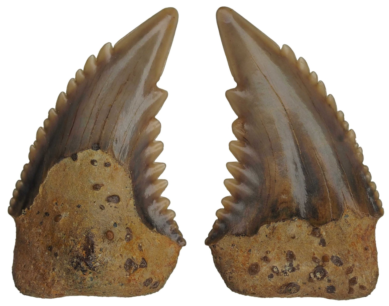 Hemipristis serra