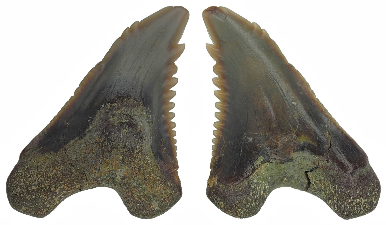 Hemipristis serra