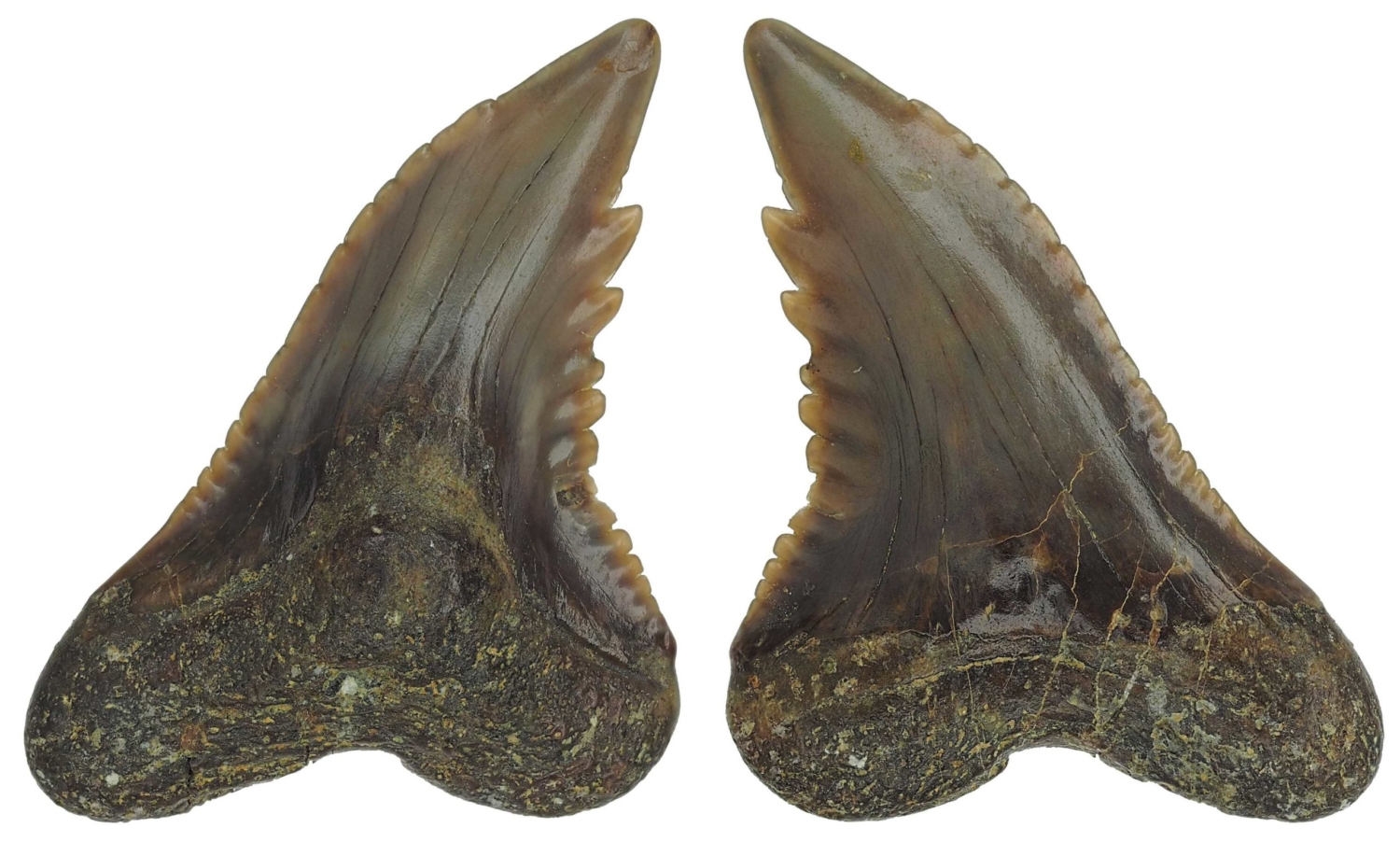 Hemipristis serra