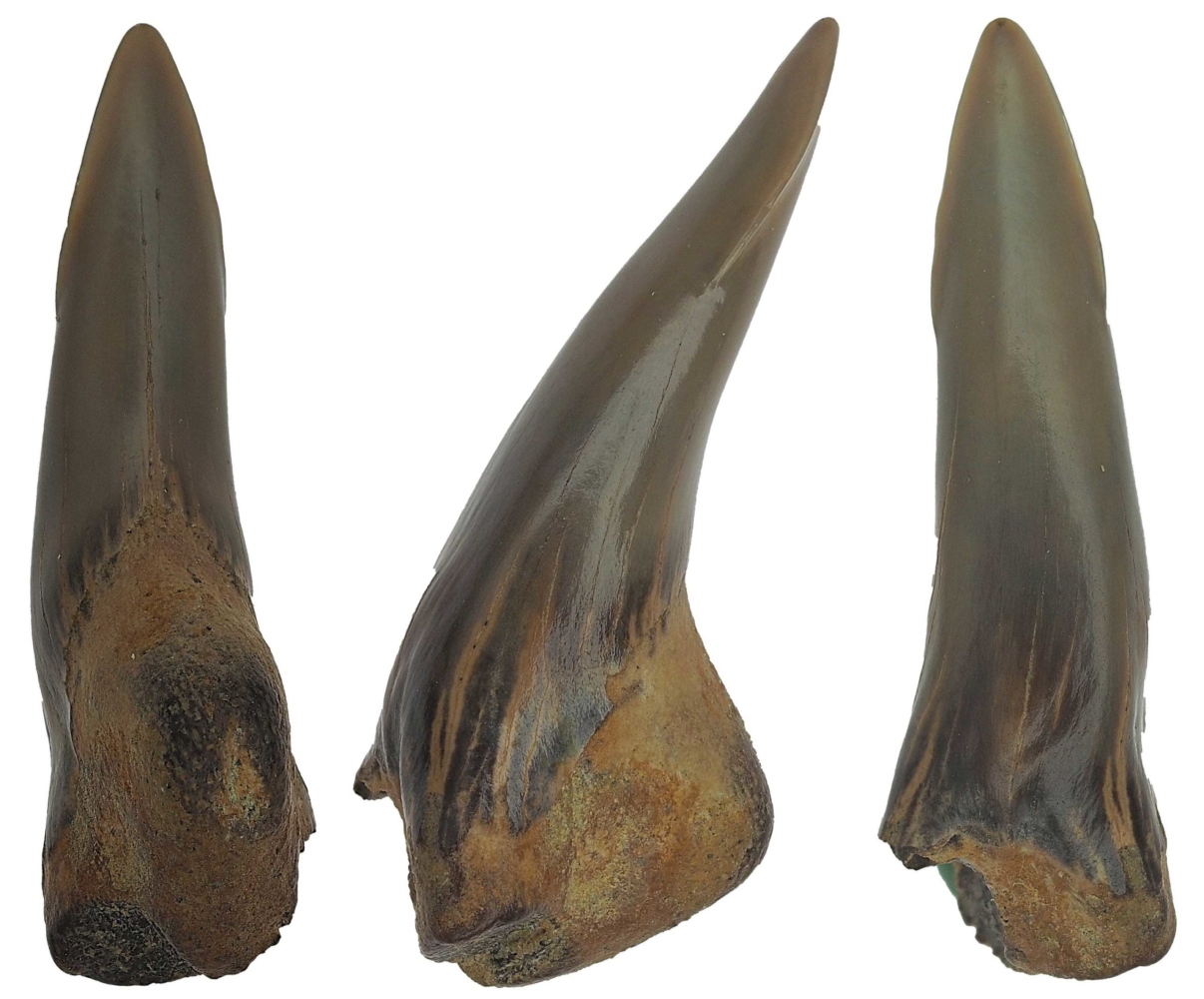 Hemipristis serra