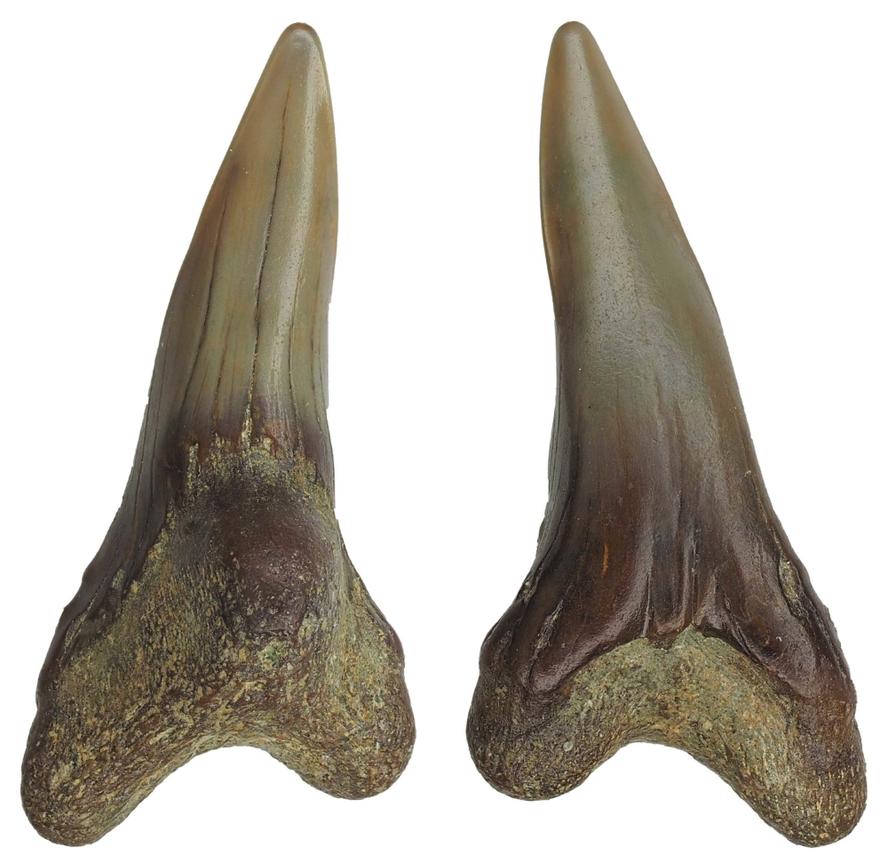 Hemipristis serra