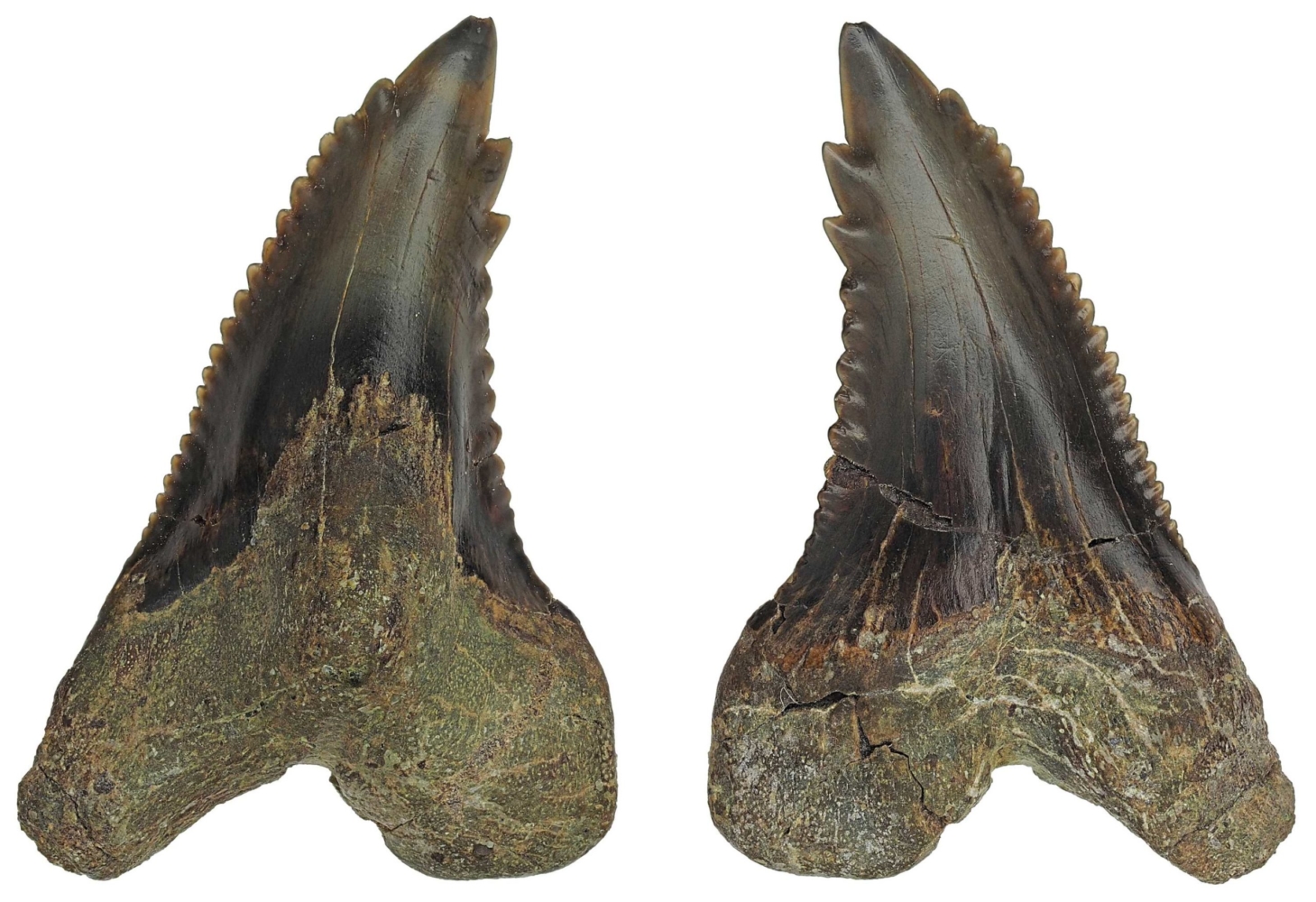 Hemipristis serra