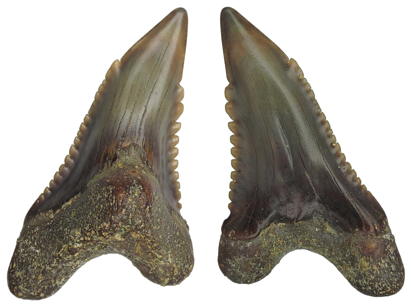Hemipristis serra