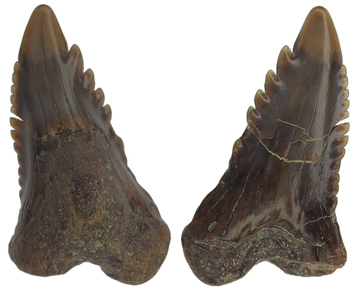 Hemipristis serra