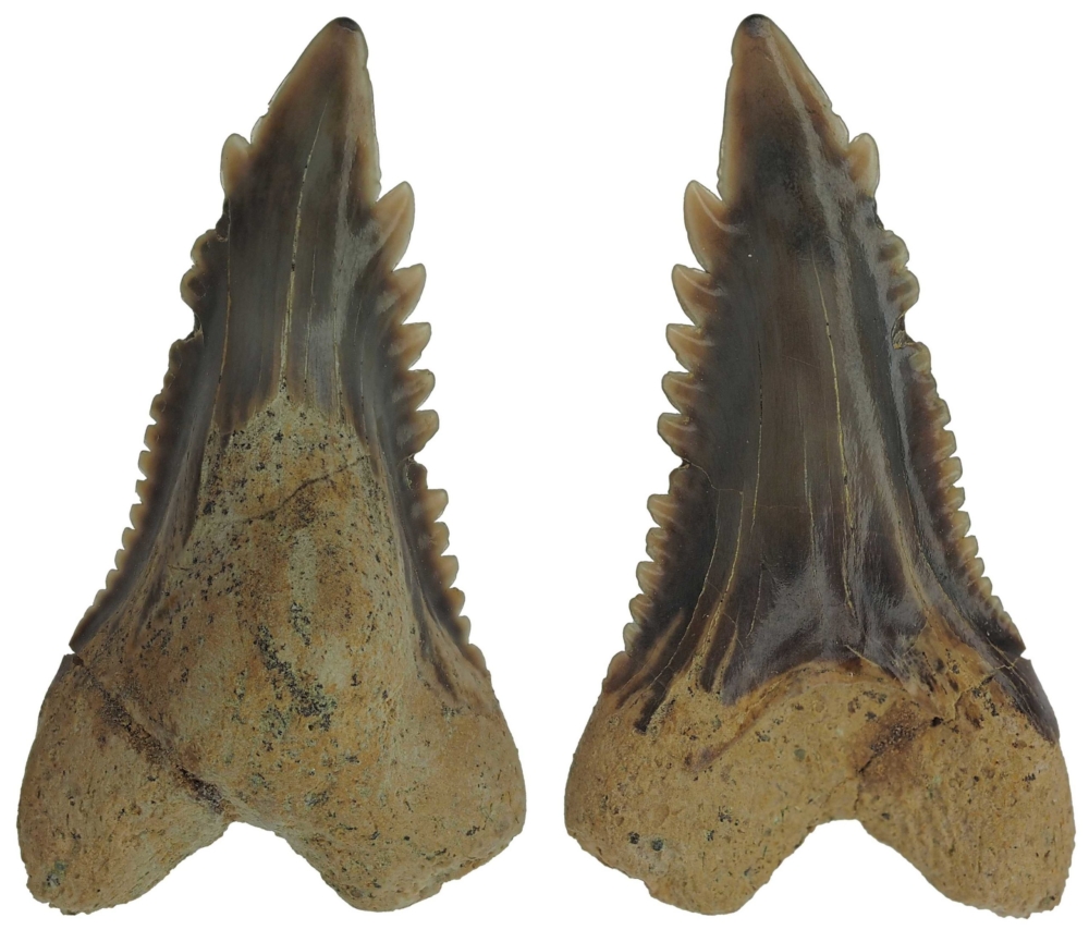 Hemipristis serra