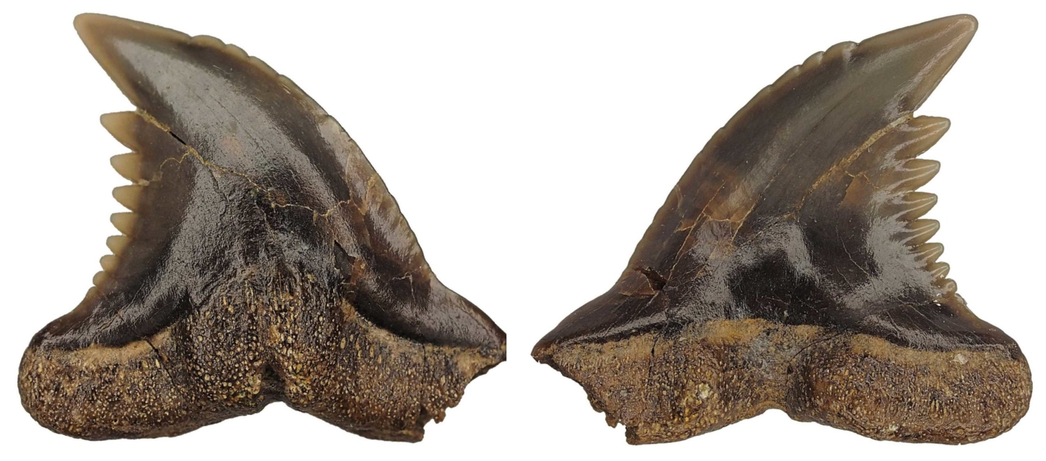 Hemipristis serra