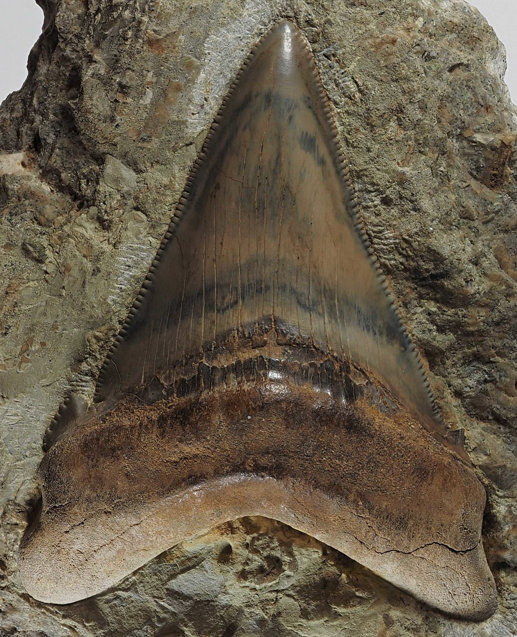otodus-megaselachus-chubutensis-haie-und-rochen-der-molasse