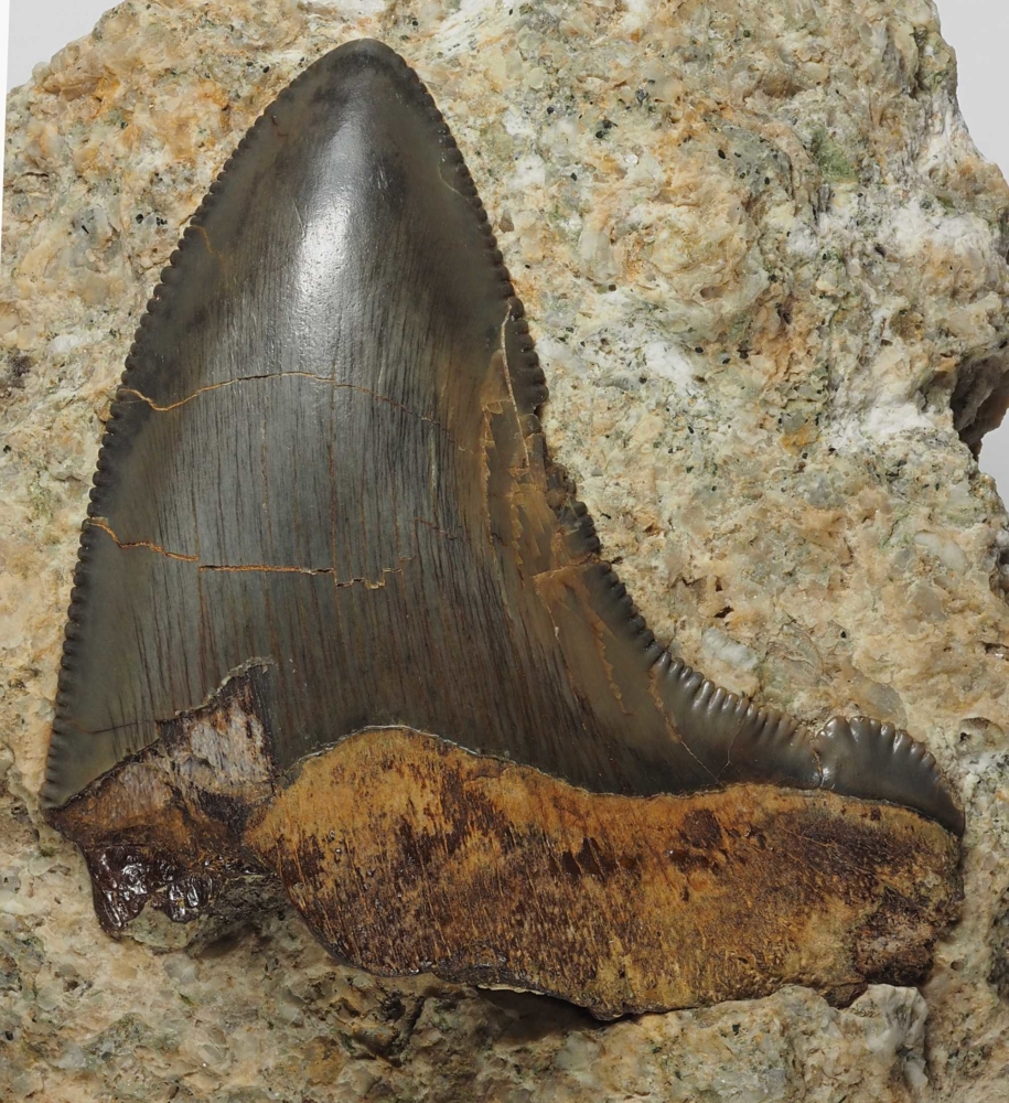 Otodus (Megaselachus) chubutensis