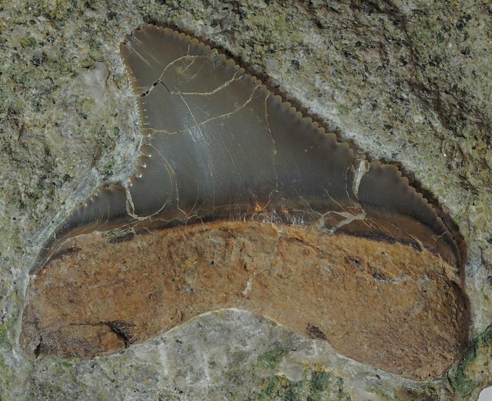 Otodus (Megaselachus) chubutensis