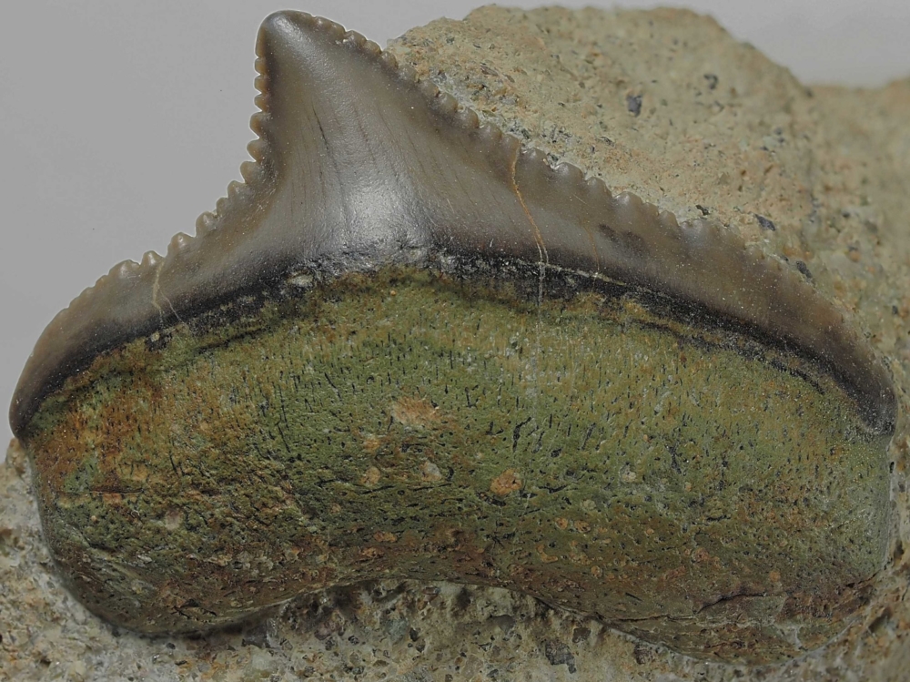 Otodus (Megaselachus) chubutensis