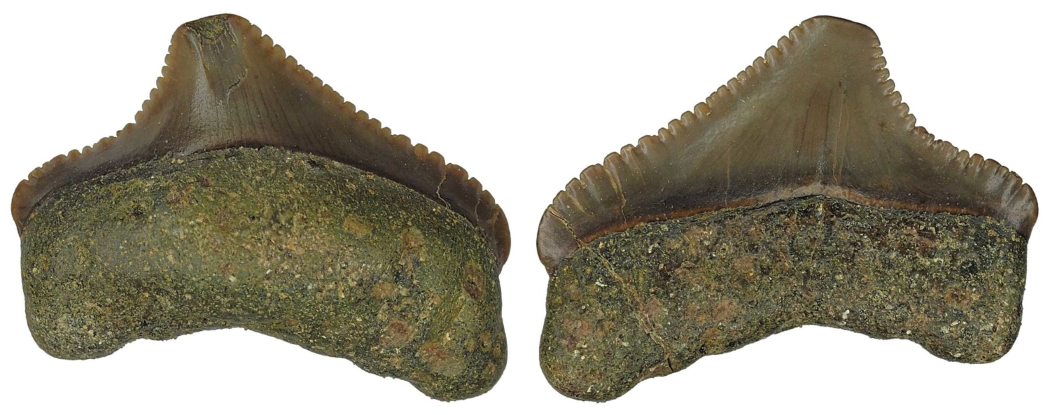 Otodus (Megaselachus) chubutensis