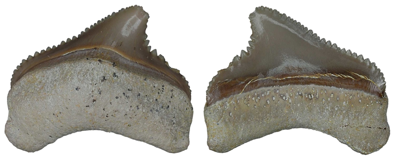 Otodus (Megaselachus) chubutensis