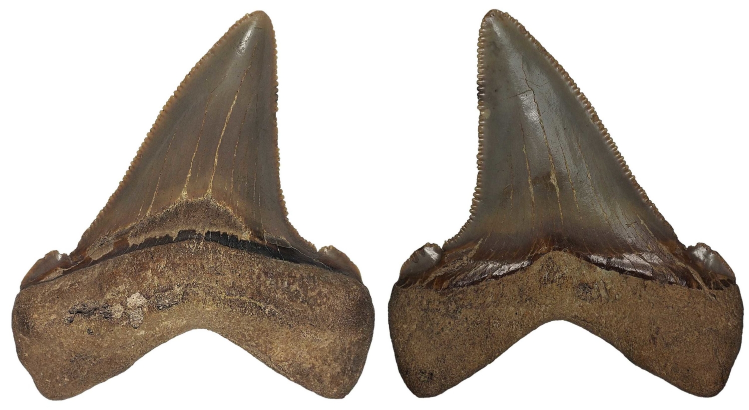 Otodus (Megaselachus) chubutensis