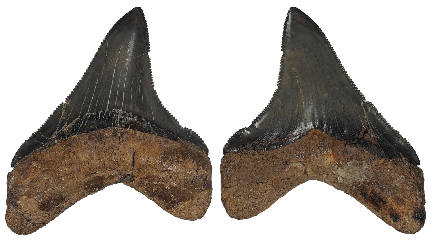 Otodus (Megaselachus) chubutensis