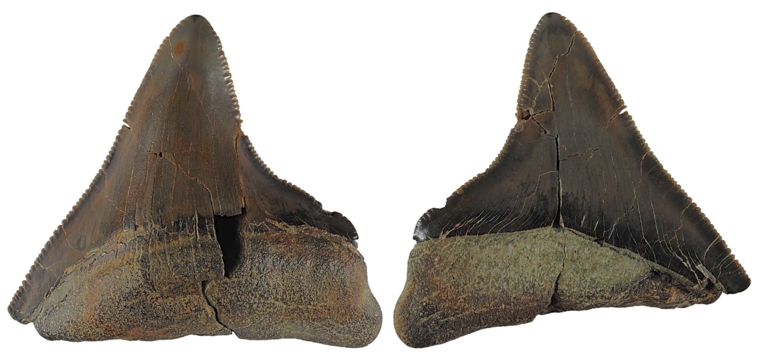 Otodus (Megaselachus) chubutensis