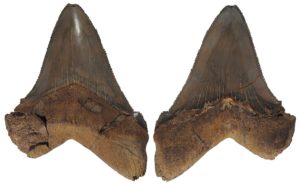 Otodus (Megaselachus) chubutensis