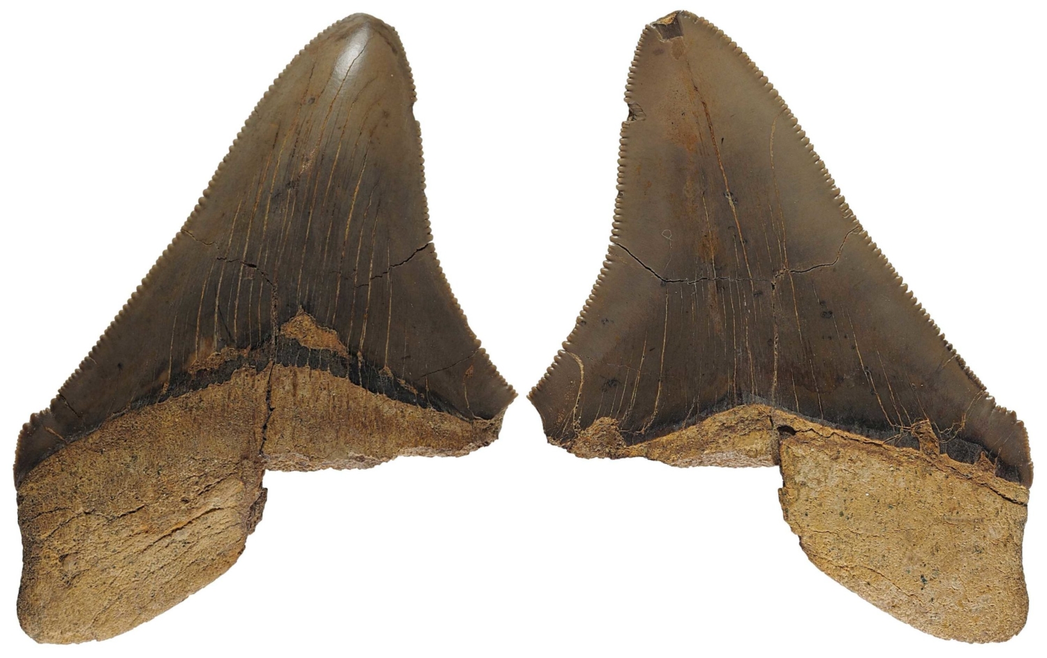 Otodus (Megaselachus) chubutensis