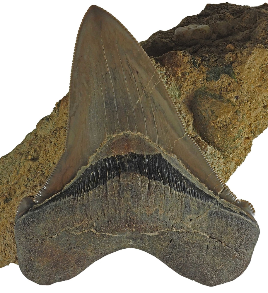 Otodus (Megaselachus) chubutensis