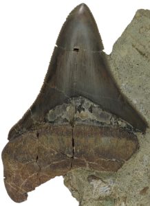 Otodus (Megaselachus) chubutensis