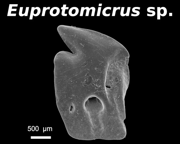 Euprotomicrus sp.