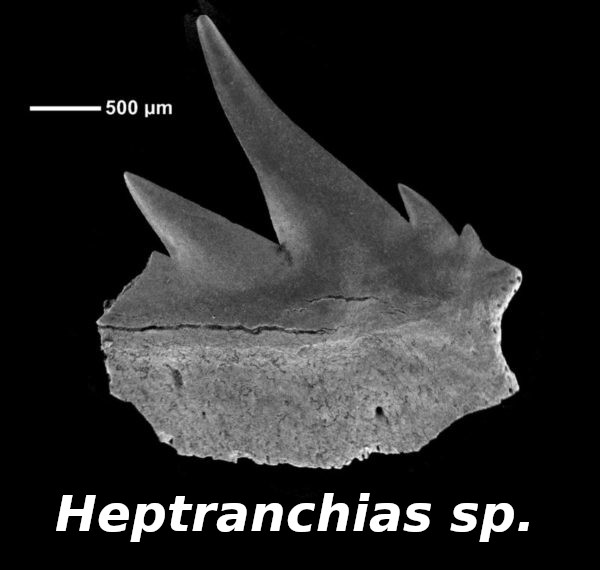 Heptranchias sp.