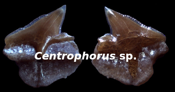 Centrophorus sp.
