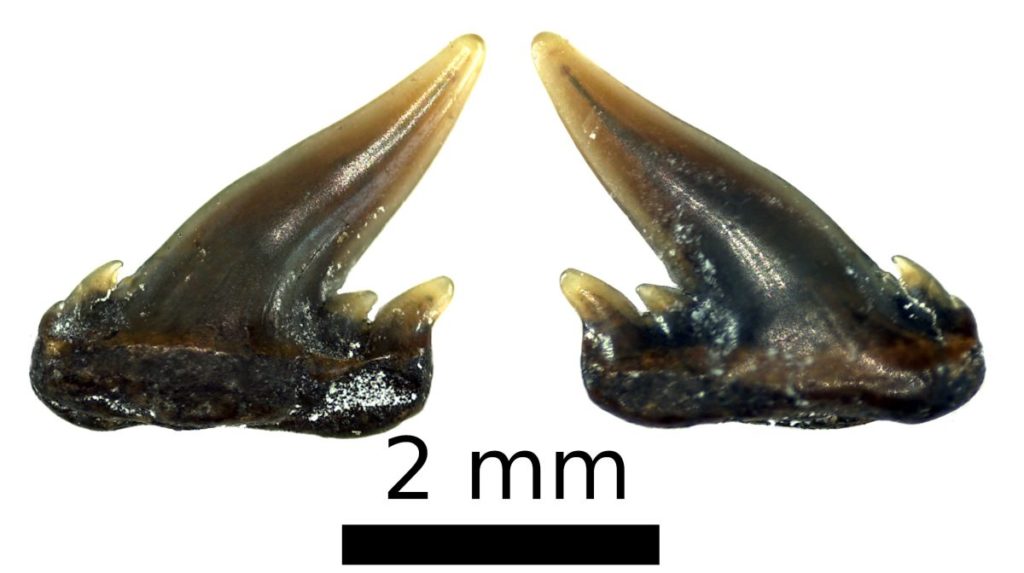 Lectotypus, Probst, 1879, Taf. 3, Fig. 22a,&nbsp;Pal&auml;ontologische Sammlung der Universit&auml;t T&uuml;bingen, GPIT-PV-112847
