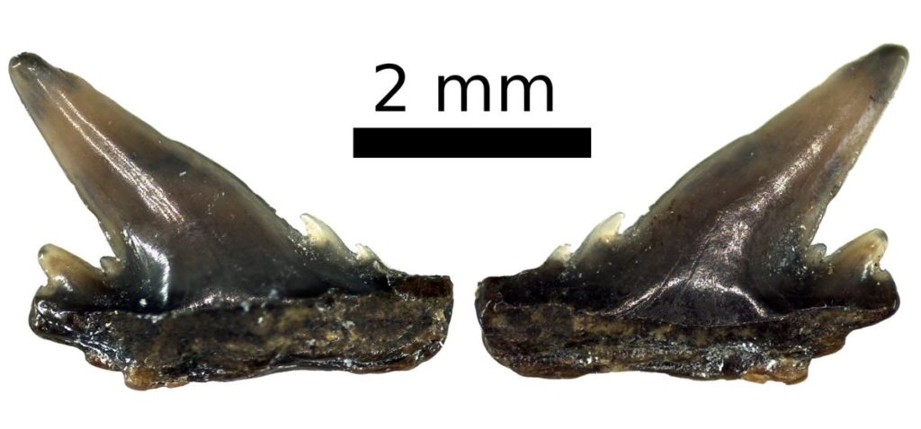 Paralectotypus, Probst 1879: Taf. 3, Fig. 21, Pal&auml;ontologische Sammlung der Universit&auml;t T&uuml;bingen, GPIT-PV-112846